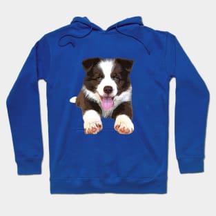 Chocolate Brown Border Collie Hoodie